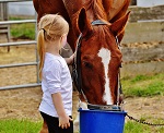 horse02.jpg